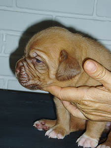 Female 6 - 16 days